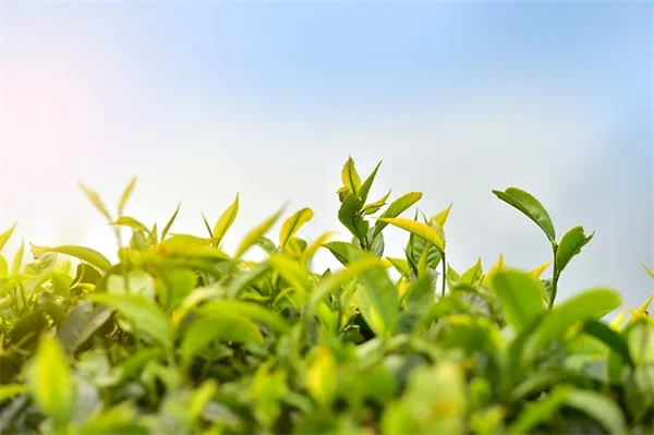 小花草莽の見分け方と駆除【在来種との違いも解説】