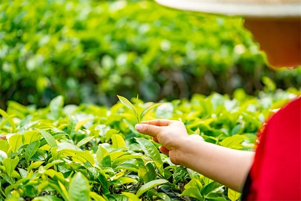 土壌改良植物の選び方と使い方：3年で有機物2倍の実践法