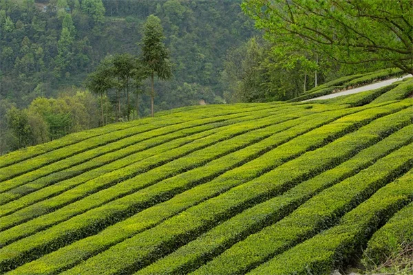 サルスベリの花を倍増させる！プロが教える肥料の選び方と与える時期