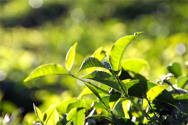 幸運を呼ぶ7つの植物と育て方のコツを経験者が徹底解説