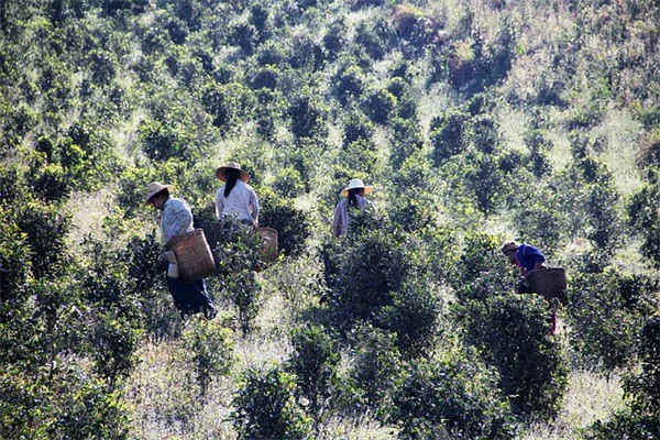 春の球根が終わった後、葉っぱを隠すおすすめ植物8選