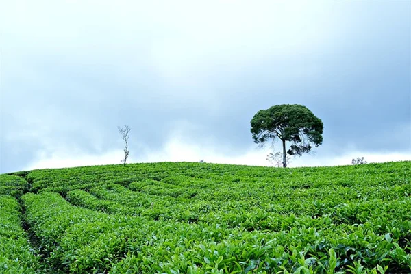 デスクハーブガーデンで失敗しない5つのコツ
